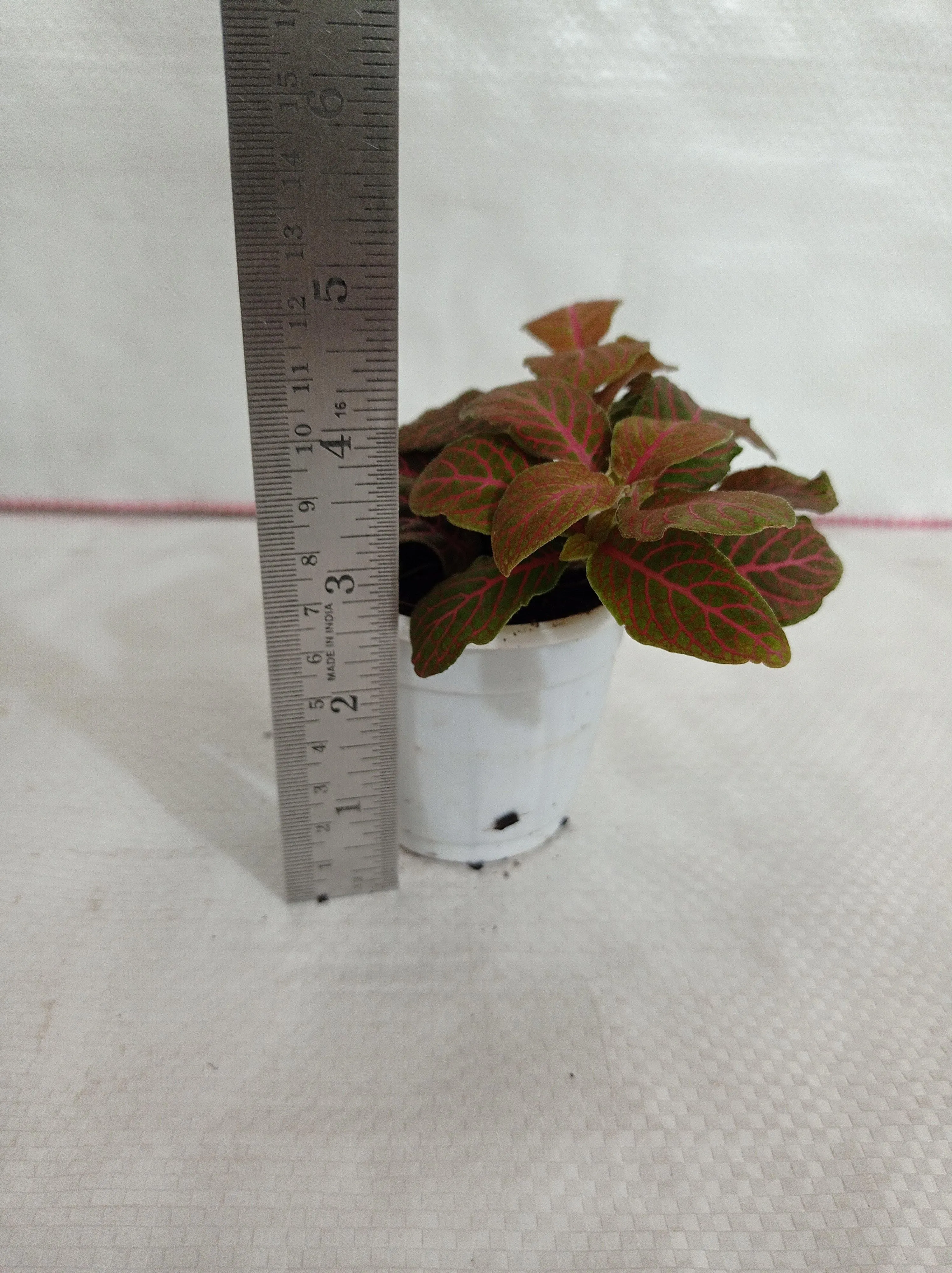 Fittonia 'Joly Josan' Red Plant
