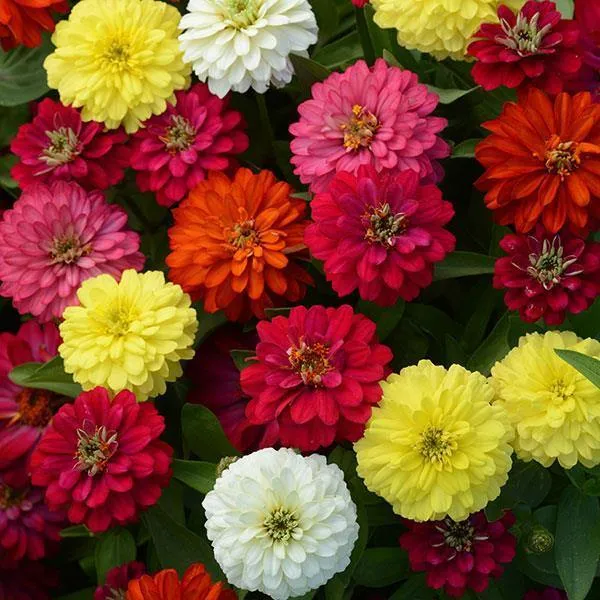 Zinnia Double Zahara Brilliant Mix Flower Seeds