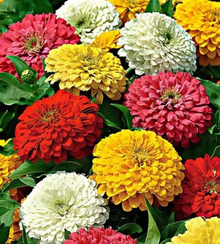 Zinnia Giant Flower Mix Seeds | Weston Seeds